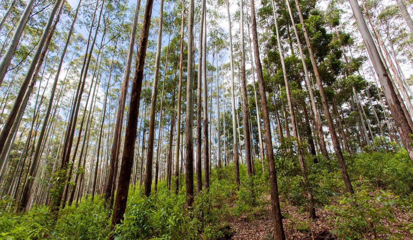 A forest of tall, thin trees reaching up into the sky