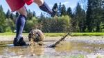 Someone kicking a football in a muddy puddle.