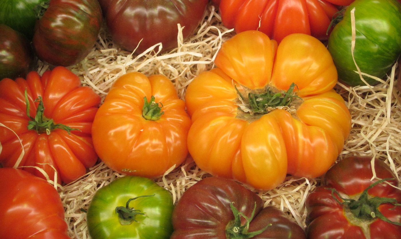 A selection of tomatos