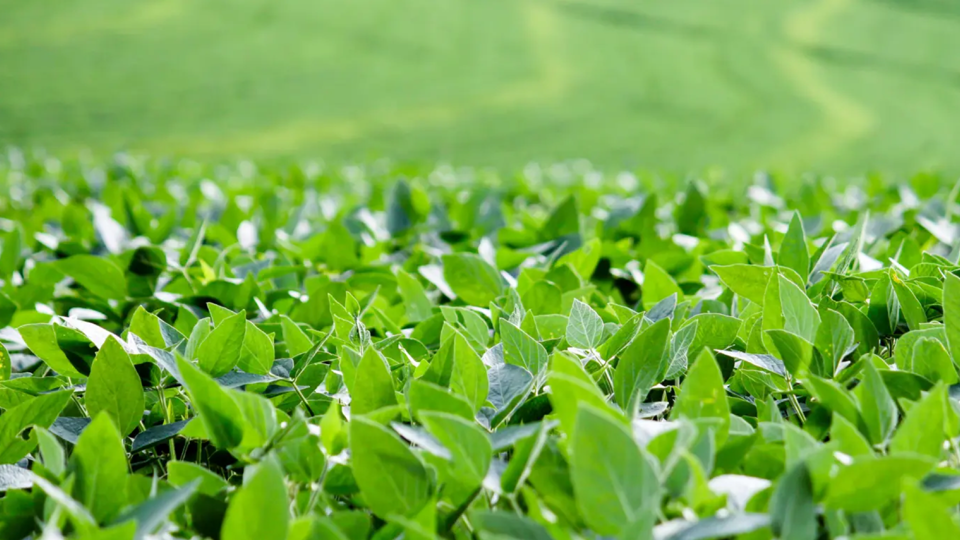 Close-up view of a vibrant green field of crops, with healthy, leafy plants stretching out into the blurred background.