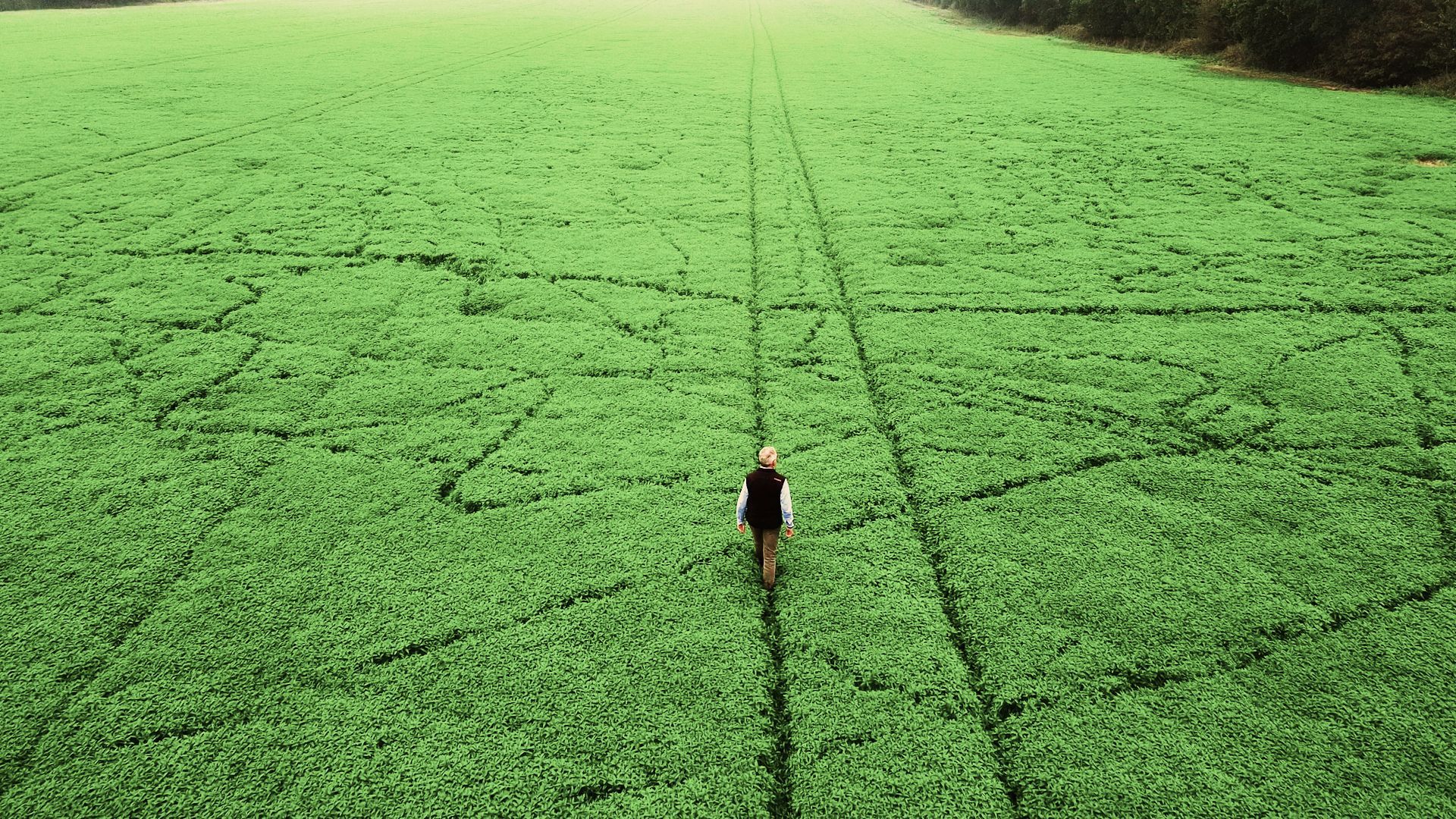 David, mint farmer, walking in his mint farm