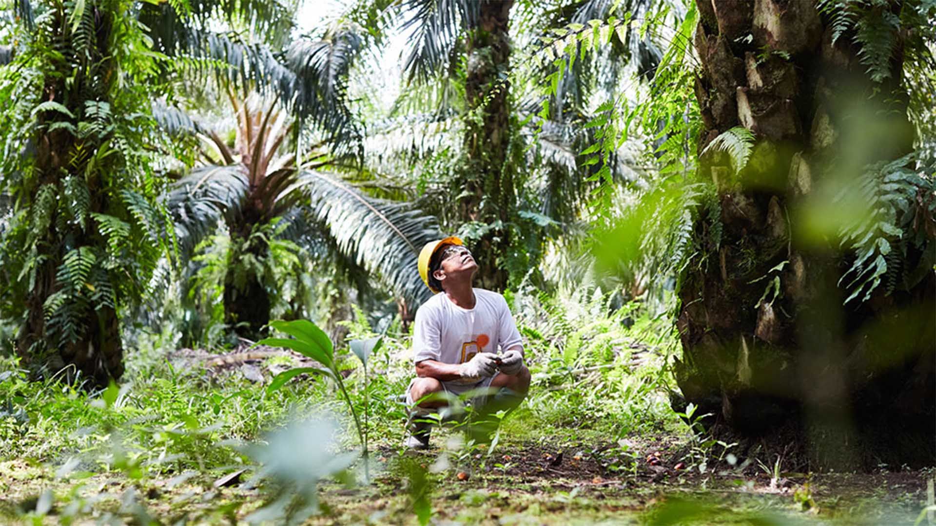 Man squatting down amongst palm trees