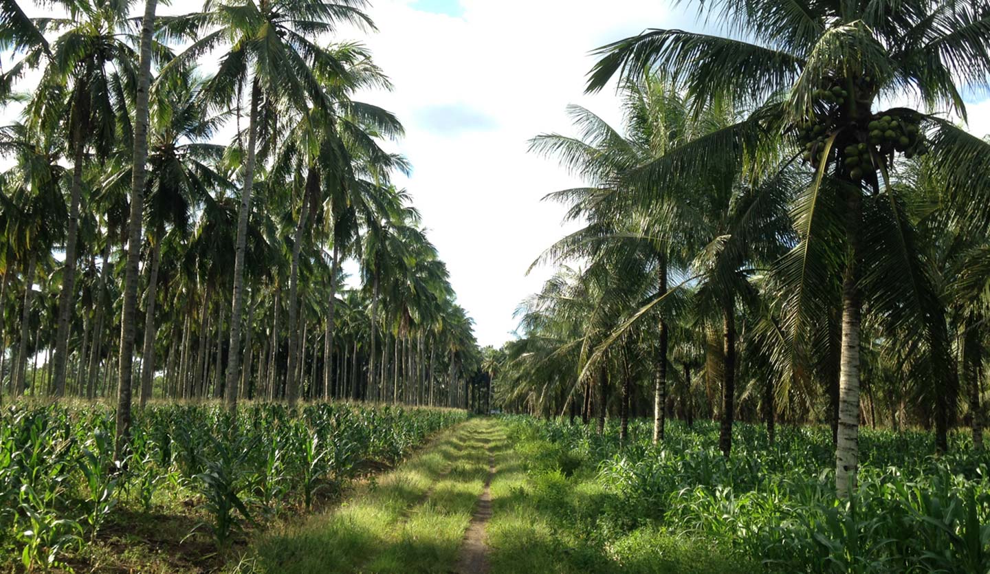 A scenic view of a plantation with rows of tall palm trees and green crops growing underneath, with a pathway running through the middle.
