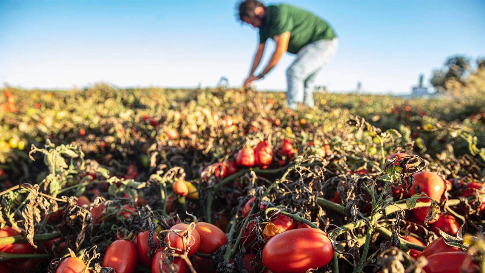Ground-level perspective of a field of tomato plants, with ripe fruit in the foreground and farmer blurred in the background