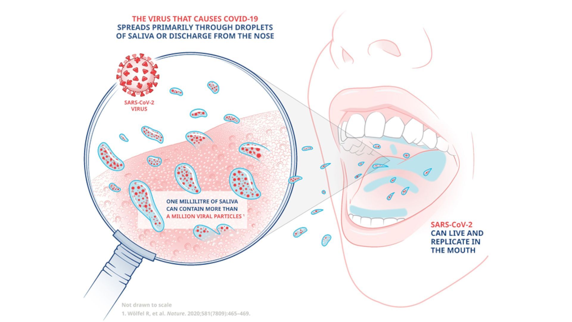 A diagram illustrating how the virus that causes Covid-19 is spread primarily through droplets of saliva.