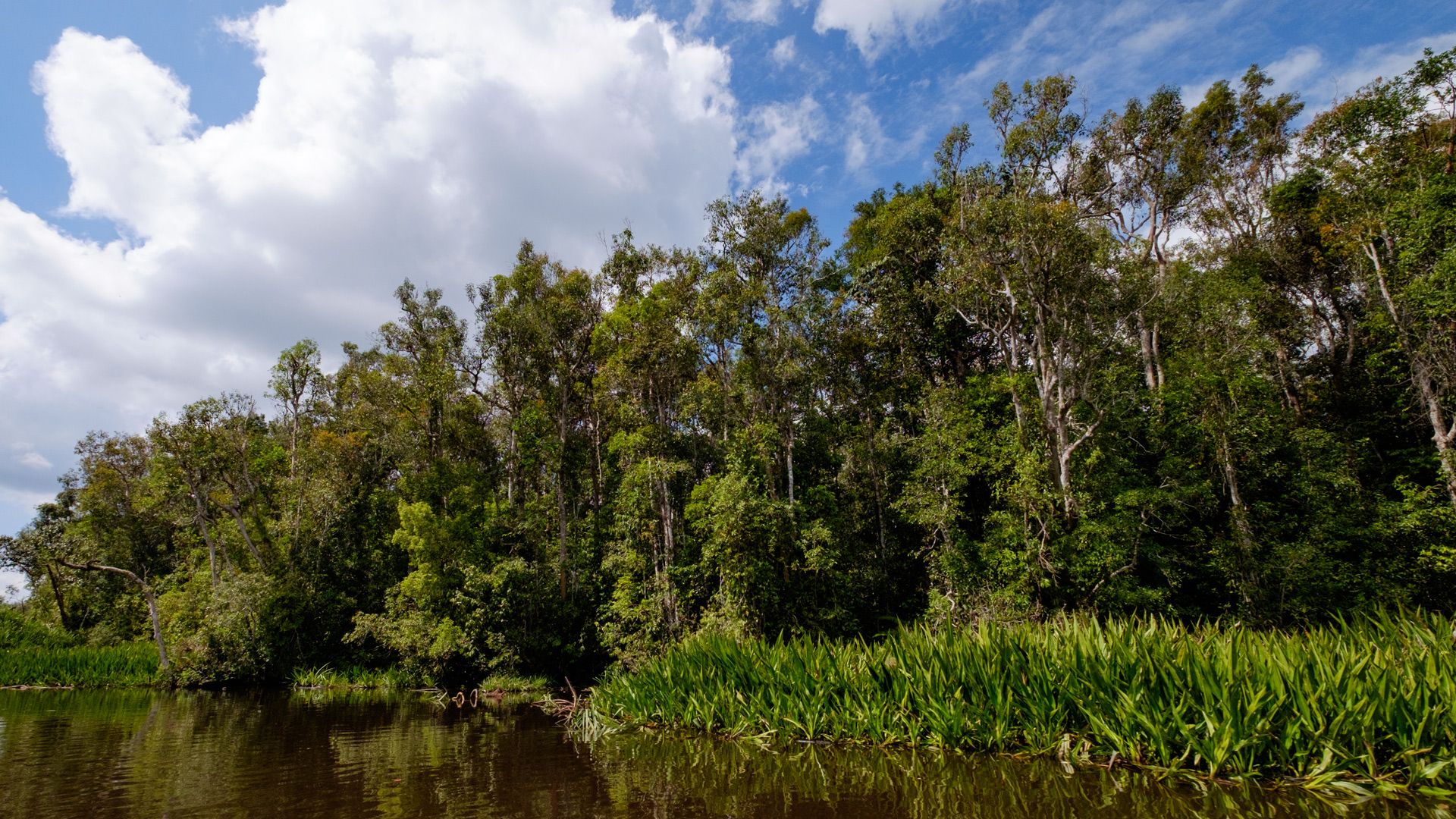 A vibrant green forest alongside some water