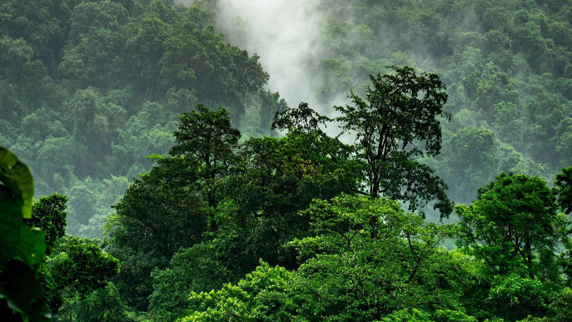 Stromy a mlha na úbočí hory